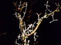 image00006