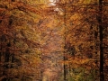 image00039